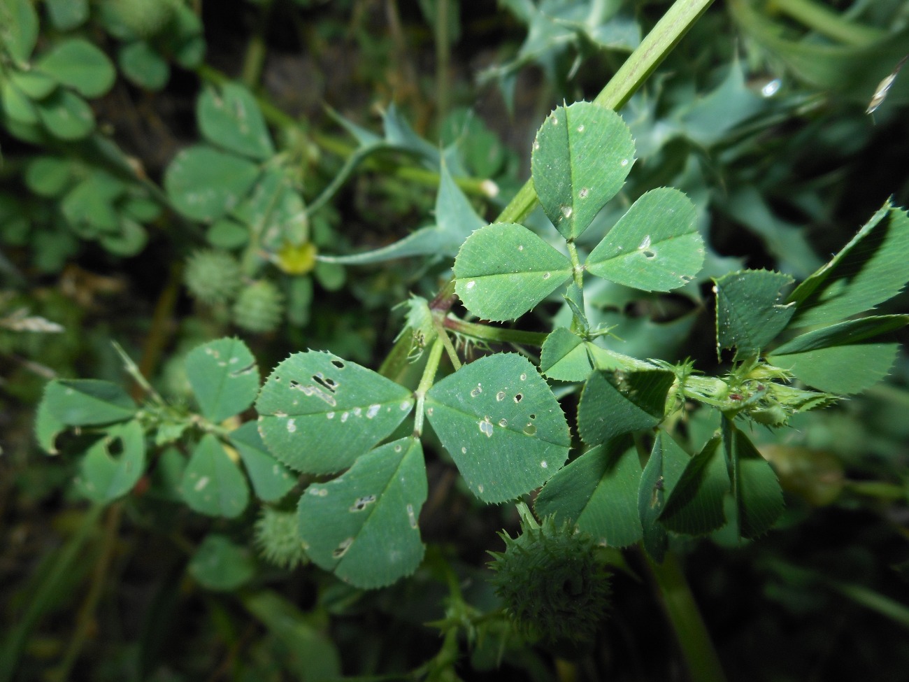 Medicago murex Willd. / Erba medica pungente